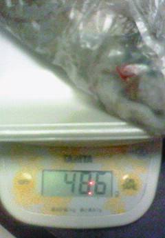 竹野でエギング、20㎝オーバーのアオリイカ