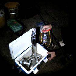 貝塚でワインド＆ちょい投げでタチウオとハゼの釣果