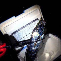 石津漁港でワインド、72cmのタチウオＧＥＴ！