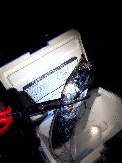 石津漁港でワインド、72cmのタチウオＧＥＴ！