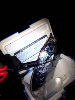 石津漁港でワインド、72cmのタチウオＧＥ…