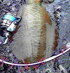 田ノ浦漁港　早朝エギングでのアオリイカ狙い