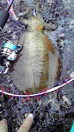 田ノ浦漁港　早朝エギングでのアオリイカ狙い…