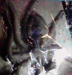 田ノ浦漁港でエギング、あがってきたのはタコ