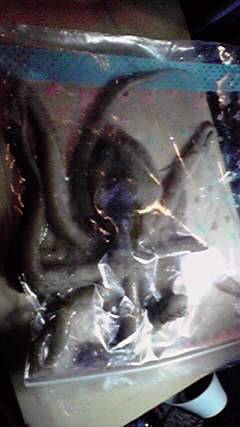 田ノ浦漁港でエギング、あがってきたのはタコ…