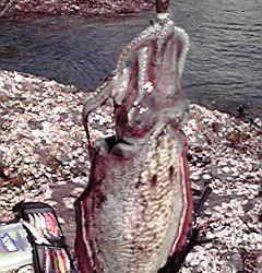 田ノ浦でのデイエギング、コウイカの釣果