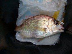 りんくうアジング、帰り際に小ダイとアジ