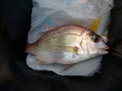 りんくうアジング、帰り際に小ダイとアジ