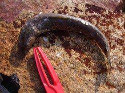 りんくう　アジングのアジは不発　周りは青物の姿アリ