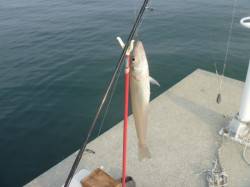 五色浜にて投げ釣りでキスの釣果