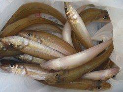 五色浜にて投げ釣りでキスの釣果