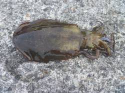 大引にてヤエンでアオリイカ、ちょい投げでキ…