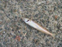 大引にてヤエンでアオリイカ、ちょい投げでキスなど