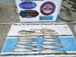 丸山漁港内のピンポイントで良型キス22㎝