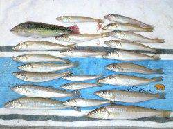 丸山漁港内のピンポイントで良型キス22㎝