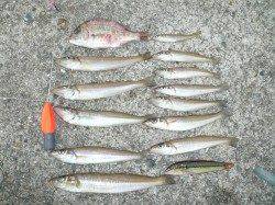 江井漁港の投げ釣りでキスのお土産確保