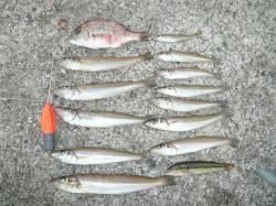 江井漁港の投げ釣りでキスのお土産確保