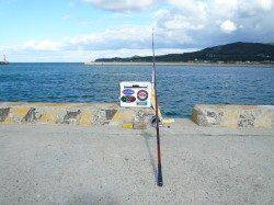 今週末がピーク？　都志の落ちギス