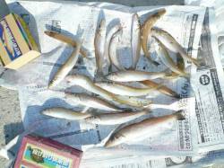 今週末がピーク？　都志の落ちギス