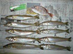 淡路都志漁港で落ちキス狙い、58cmのヒラメも釣れました！