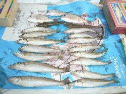 淡路東浦投げ釣り釣行　雨の佐野漁港内でキス15匹