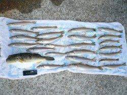 佐野　投げの引き釣りで24cmの良型キスも出た