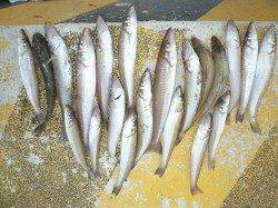 都志港で落ちギス～23㎝までを20匹