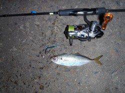 連夜の淀川河口へアジング釣行