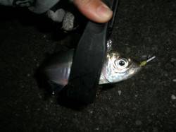 大阪南港でアジング、少し固体が減ってきてま…