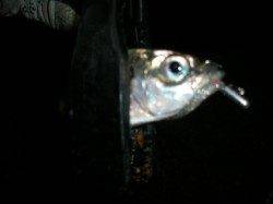 大阪南港でアジング、少し固体が減ってきてますがまだまだ楽しめます