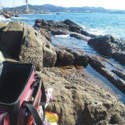 御坊カツオ島沖の鼻へ、グレ25cmUP６匹をキープ