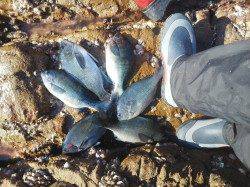 御坊カツオ島沖の鼻へ、グレ25cmUP６匹をキープ