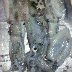 太地でのエギング釣果