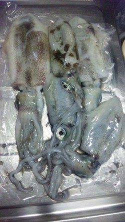 太地でのエギング釣果