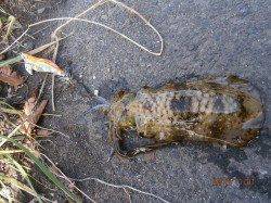 宮津でエギング バラシた後の今日いちサイズ♪