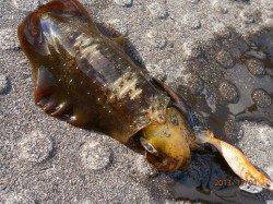 宮津でエギング バラシた後の今日いちサイズ♪