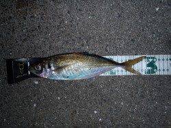 淀川河口、やっと出ましたジャンボサイズのアジが♪