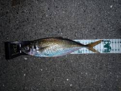 淀川河口、やっと出ましたジャンボサイズのア…