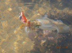 獅子でエギング、本日最大の370gが釣れました