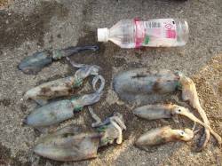 市江の地磯でエギング　小型ですが7ハイキャ…