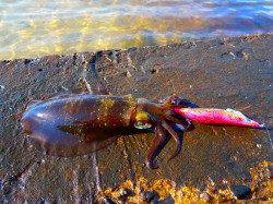 宮津西部エリアでのエギング釣果