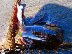 宮津西部エリアでのエギング釣果