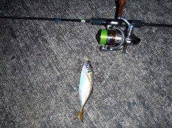 １時間半のアジング　順調に釣れ続けて22匹！