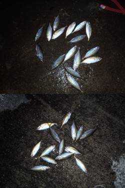 淀川河口でアジングゲーム！風強いです...…