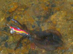 宮津西部エリアでのエギング釣果