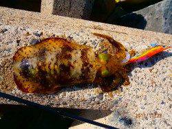 宮津西部エリアでのエギング釣果