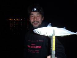 アジ5人で100匹オーバー、サバの猛攻も楽…