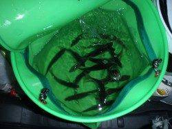 アジ5人で100匹オーバー、サバの猛攻も楽しめました♪