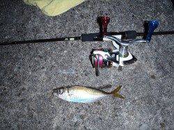 ジャンボアジ狙いでしたがレギュラーサイズの数釣り