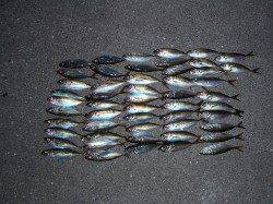 ジャンボアジ狙いでしたがレギュラーサイズの数釣り